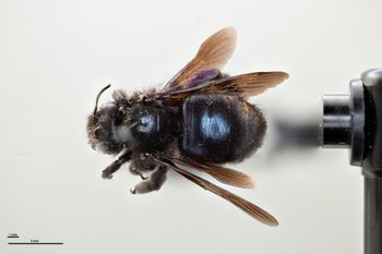 Media type: image;   Entomology 810666 Aspect: habitus dorsal view